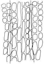 Tridontium milleneri, costa with adjacent laminal cells, near leaf base, adaxial view. Drawn from E.K. Cameron 16310, AK 355260.
 Image: R.D. Seppelt © R.D.Seppelt All rights reserved